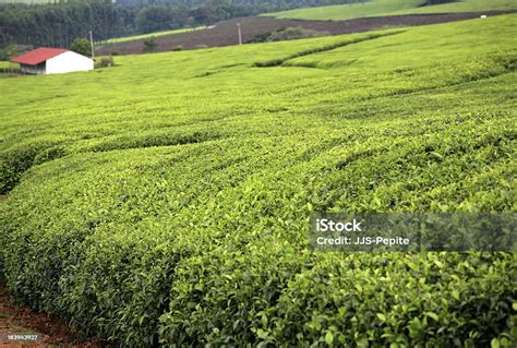 Tea Plantation Unilever Estate Kericho Rift Valley Kenya Stock Photo