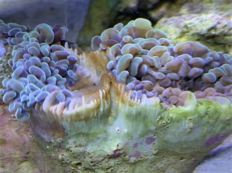 Help Brown Jelly Disease Page Reef Reef Saltwater And Reef