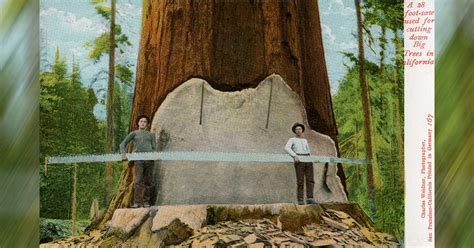 Two People Are Standing In Front Of A Giant Tree With A Ribbon Around