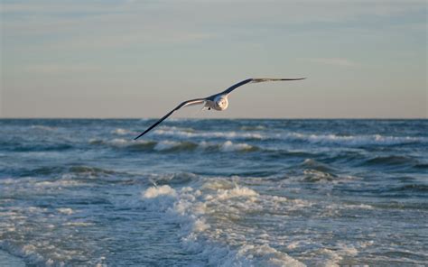 Gulls Ocean Sea Flight Fly Waves Sky Wallpapers Hd Desktop And