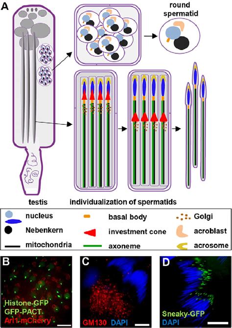 Post Meiotic Drosophila Spermatogenesis A Schematic Representation