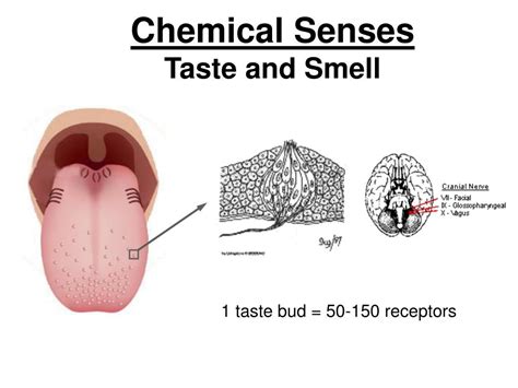 Sense Of Taste Diagram