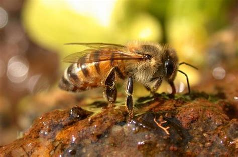 Africanized Honeybees