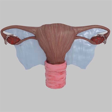 Uterus Vagina Ovary D Model Turbosquid