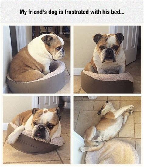 Bed Frustration Best Funny Pictures Funny Pictures Funny Animals