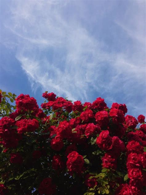 El Top Fondos De Flores Aesthetic Abzlocal Mx