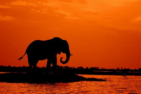Silhouette Of Elephant During Sunset · Free Stock Photo