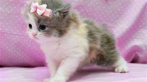 Free for commercial use no attribution required high quality images. Cute Little Princess (With images) | Kittens cutest ...