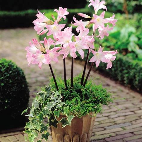 Their flowers bloom from the bottom to the top of tall stalks in the summer and fall and come in yellow, peach, pink, orange, purple, red, white, and bicolor. Crinum Powellii Pink - 1 flower bulb | Flowers ...