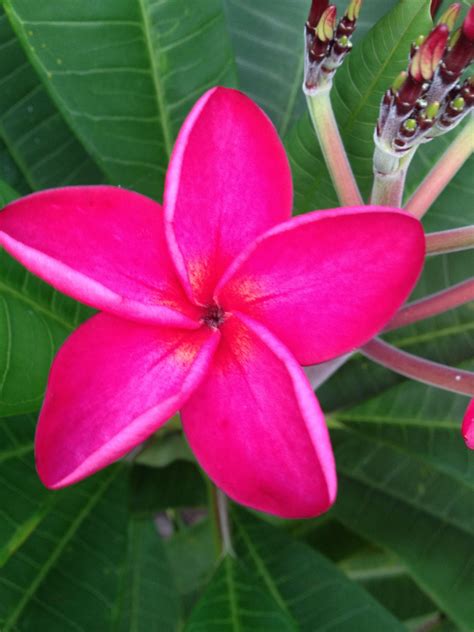 Oricorio may be inspired by hawaiian honeycreepers, small passerine birds native to hawaii. Plumeria flower | Plumeria flowers, Hawaii flowers ...