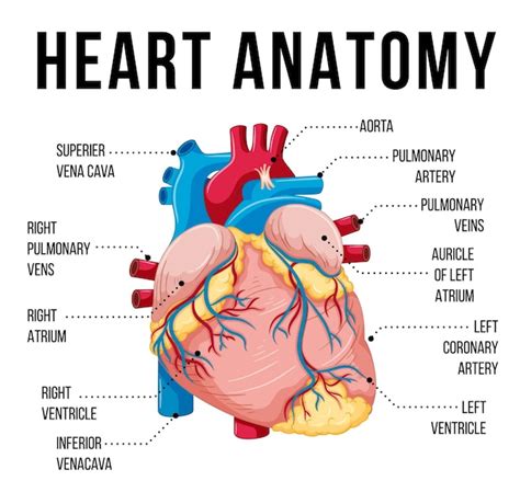 Free Vector Human Internal Organ With Heart