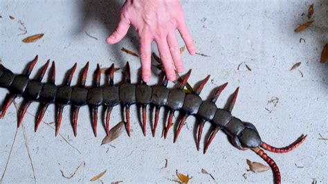 Worlds Largest Centipede Centipede Worlds Largest World