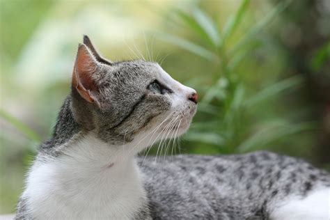 Filedomestic Cat Felis Catus Wikimedia Commons