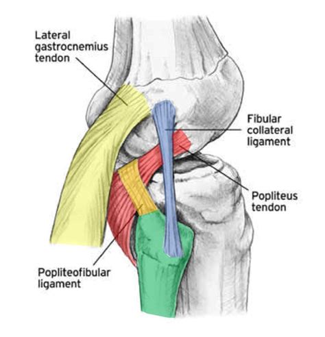 😍 Ligament That Connects Tibia And Fibula Anterior Tibiofibular Ligament Injury And Treatment