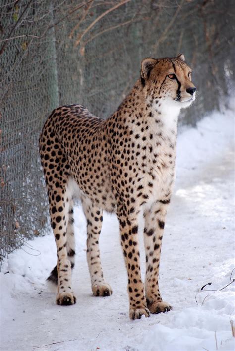 Cheetah In The Snow By Decideroffate On Deviantart