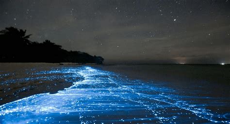 Bioluminescent Beach Phenomenon In The Maldives Airpaz Blog