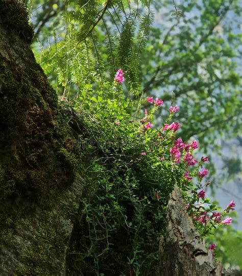 Wildflowers Pink Stock Image Image Of Growing Forest 118828589