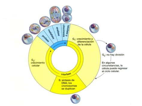 Biologia El Ciclo Celular