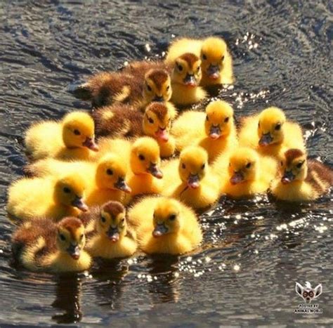 Baby Ducks Swimming In The River By The Farm Farm Animals Animals And