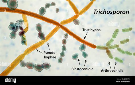 Structure Of Trichosporon Fungus Illustration Stock Photo Alamy