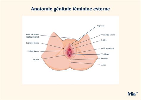 Clitoris chez la femme rôle anatomie taille orgasme