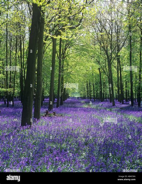 Bluebells In Full Bloom Carpet The Spring Woodland In The Chilterns On