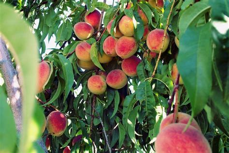 Why backyard fruit trees are not for everyone, m. Peach Tree Fertilizer - How To Fertilize Peach Trees