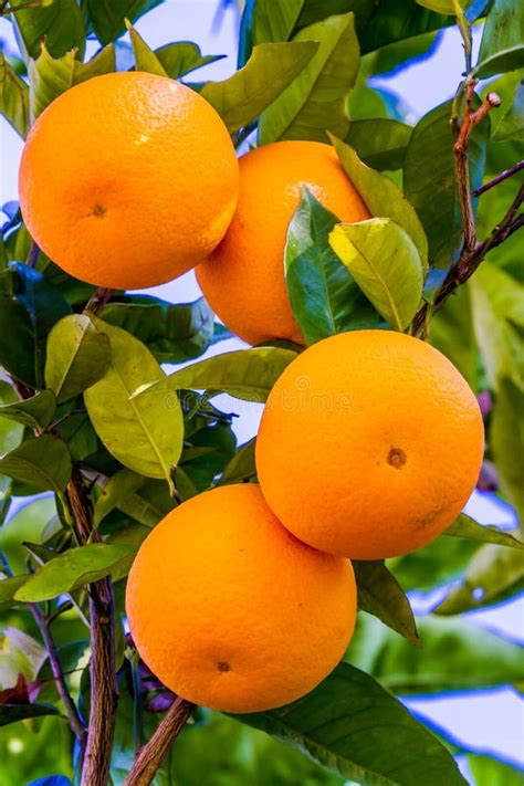 Élevage De Fruit Orange Dans Un Arbre Image Stock Image Du épicerie