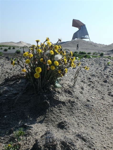 Building wetlands with soft mud. Discovering the new Marker Wadden islands by kayak - The ...