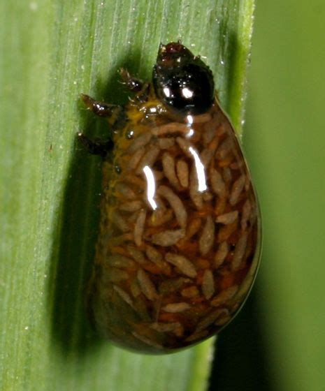 this is a juvenile form of the cereal leaf beetle oulema melanopus after being parasitized by
