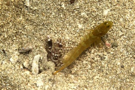 Goby Fish Snapping Shrimp A Symbiotic Relationship AquaViews