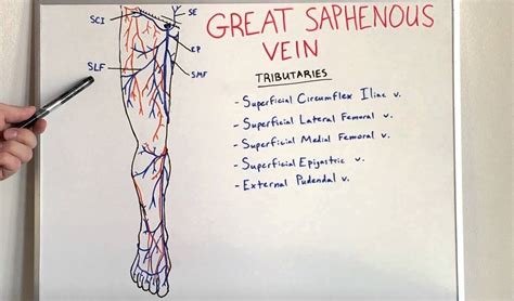 Great Saphenous Vein Anatomy Video For Medical Students Usmle Step