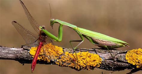 Praying Mantis Catches And Dominates A Lizard Twice Its Size A Z Animals