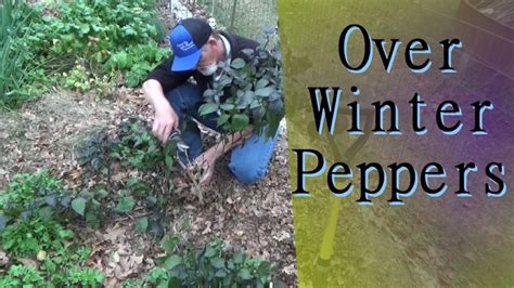 How To Over Winter Pepper Plants 11 9 2021 Youtube