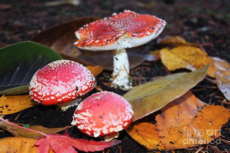 Red Top Mushroom Photograph By Steven Baier Fine Art America