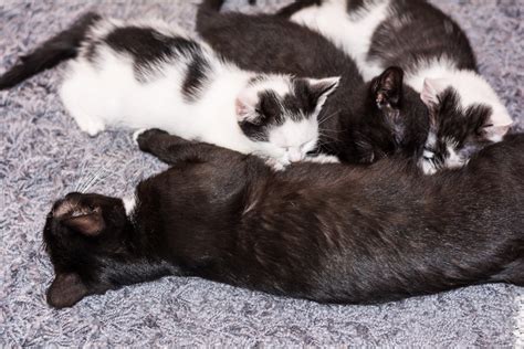 We know you can purchase pet supplies anywhere and appreciate your understanding that the proceeds from our pet supply sales support our exotic shelter and animal rescue. Free Images : sweet, cute, pet, fur, fluffy, kitten, black ...