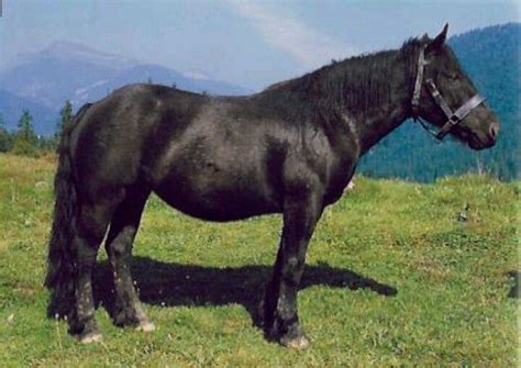 Abtenauer Rare Draft Horse Breed Critically Endangered Horses