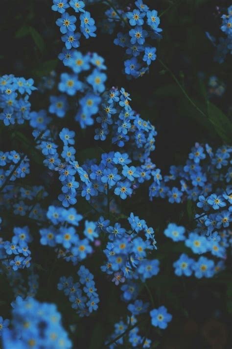 Blue Flowers Wallpaper Papel De Parede Flor Azul Papéis De Parede
