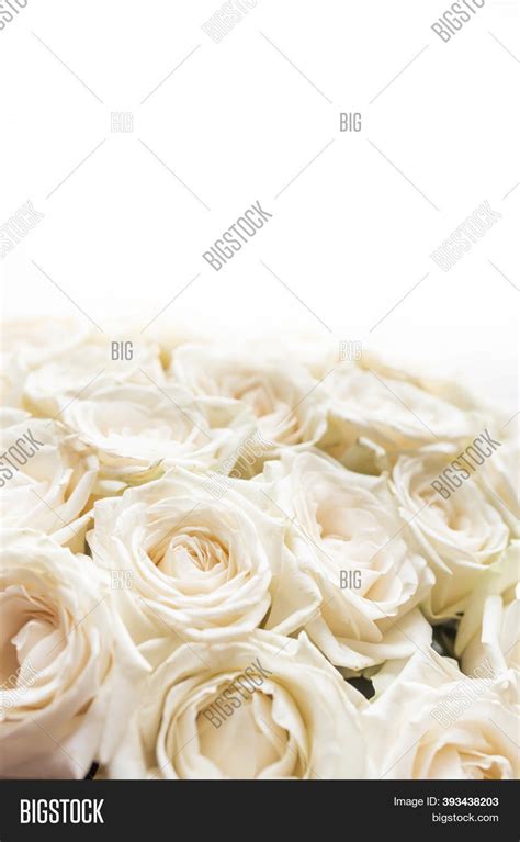 White Roses Isolated Image And Photo Free Trial Bigstock