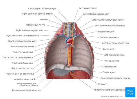 The chest wall is formed from the sternum anteriorly, 12 pairs of ribs, costal cartilages and intercostal muscles laterally, and the thoracic vertebrae posteriorly. Thorax: Anatomy, wall, cavity, organs & neurovasculature ...
