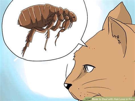 Hair loss in cats can be just as painful and uncomfortable as it is for people and there are just as many causes. 5 Ways to Deal with Hair Loss in Cats - wikiHow