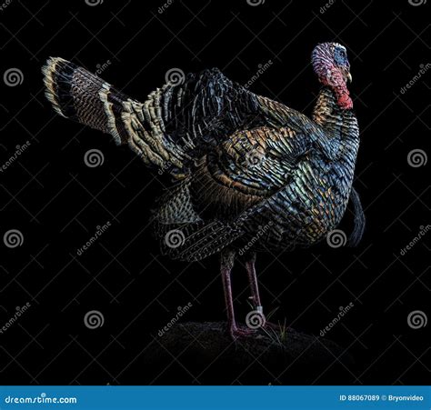 Wild Turkey Portrait Profile Stock Image Image Of Banded Wildlife
