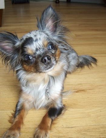 Finding the right long hair chihuahua puppy can be dog gone hard work. Cute Dogs: Long Haired Chihuahua Dogs