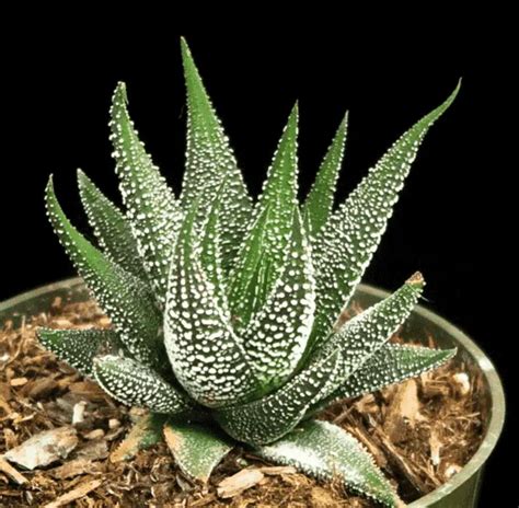 Haworthia Concolor Care Guide With Pictures Succulents Network