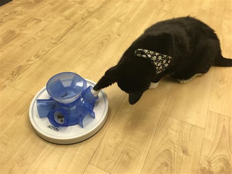 Cat puzzle feeder pets at home. The Tunnel Feeder by Trixie Pet - Food Puzzles for Cats