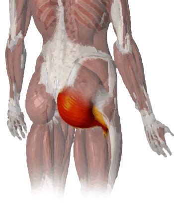 Commonly the gluteal muscles become inhibited, preventing them from properly the body, as per the diagram below, ideally a neutral position is required for optimal glute function ExerStats Manual - Stijn van Willigen Personal Training ...