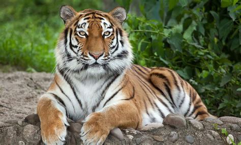 Zoos & Animal parks in the Netherlands