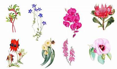 Australian Tattoo Flowers Floral Australia Emblems Illustrated