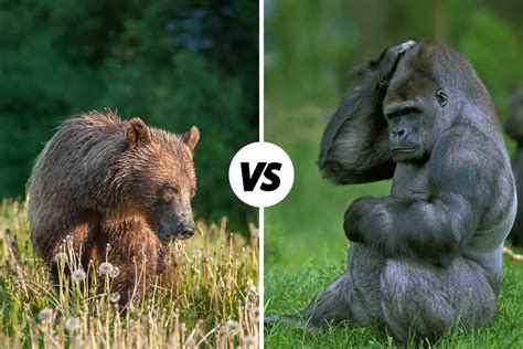 Gorilla Vs Grizzly Bear Compared