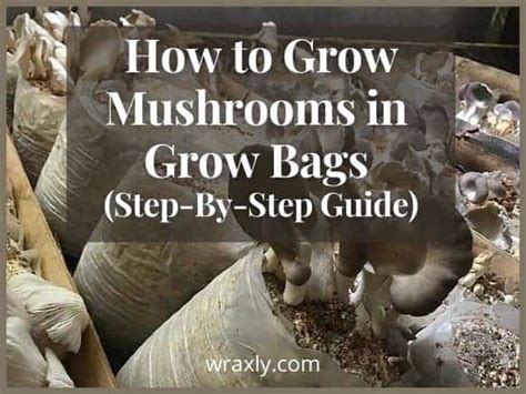 How To Grow Mushrooms In Grow Bags Step By Step Guide Wraxly